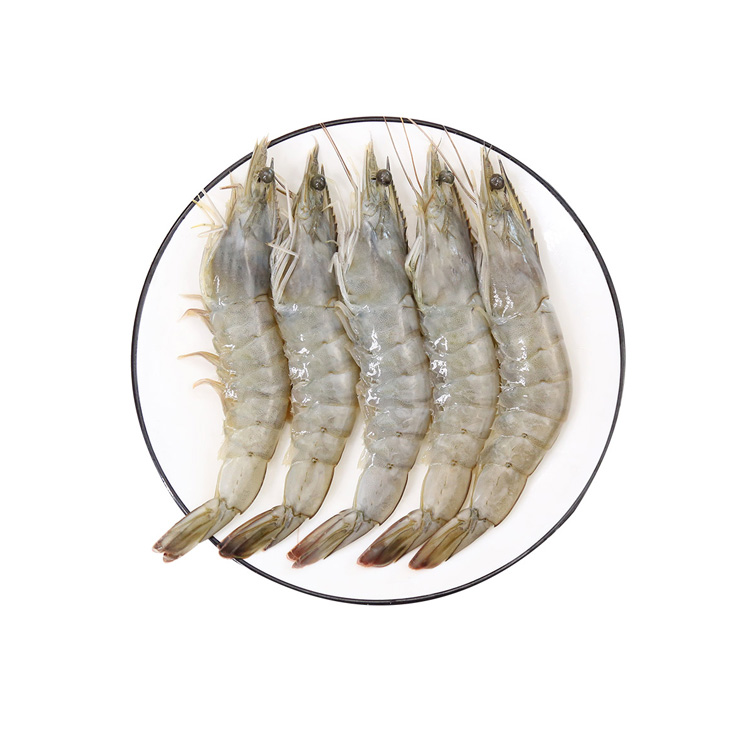 基围虾的品种图图片